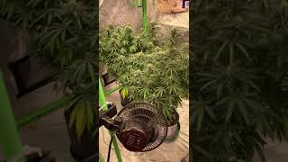 Mars Hydro vs ChilLED Growcraft X6 vs California Lightworks SolarExtreme 1000