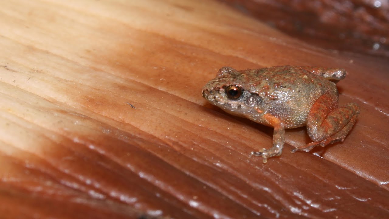 Six new species of tiny frog discovered 