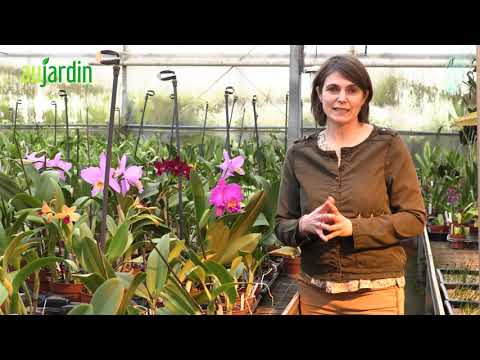 Vidéo: Comment Prendre Soin De L'orchidée Cattleya?