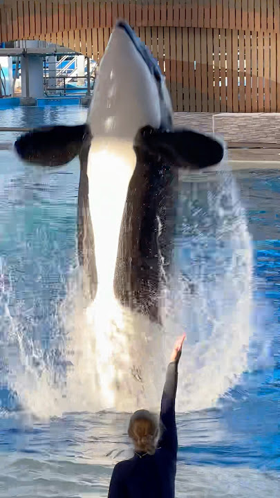 Orca encounter