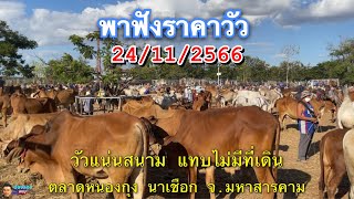 พาฟังราคาวัว ตลาดหนองกุง นาเชือก จ.มหาสารคาม 24/11/2566 #ซื้อขายวัว