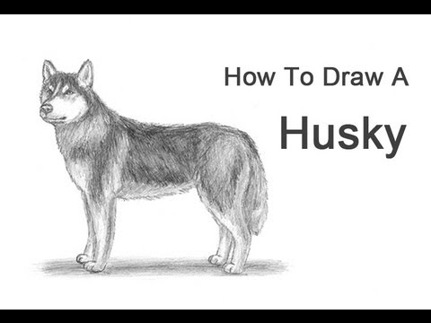 husky draw dog step dogs easy siberian pa