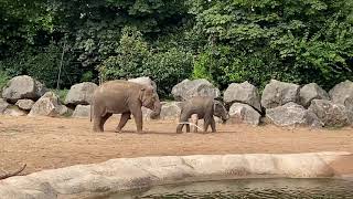 Elephant Family at Chester Zoo