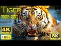 Tiger 4k  royal bengal tiger documentary  tiger 4k u animal of the world 4kr 8kr