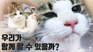 [ENG SUB] One of my cats got sick because of the rescued Kitten.