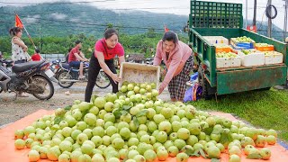 Download Lagu Buy Many Guava Fruit From Trader To Sell At Village Market For The Locals - Sold Out in 60minutes MP3 Download Lagu Buy Many Guava Fruit From Trader To Sell At Village Market For The Locals - Sold Out in 60minutes MP3