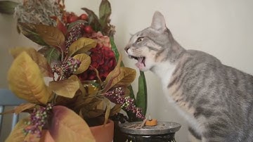 Why Do Cats Go Crazy For Catnip?