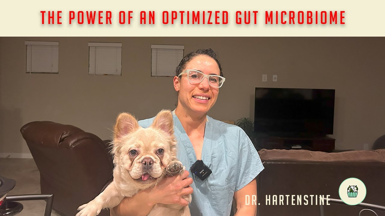 Optimizing your Gut Microbiome - YouTube