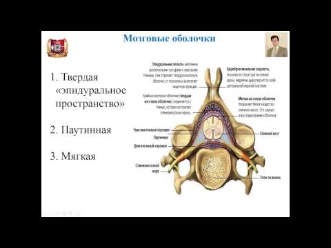 Лекция № 10. Периферическая нервная система. Лекция по гистологии.