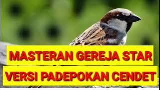 MASTERAN GEREJA STAR VERSI PADEPOKAN CENDET || Rahasia sukses masterin trotolan cendet