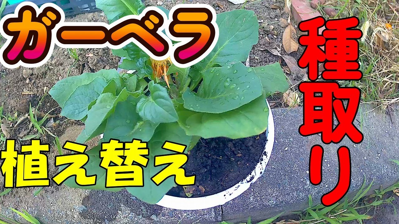 152-【Gerbera Cultivation】Gerbera Replanting and Seed Collection
