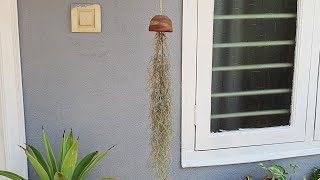 How to Make a Jelly Fish Spanish Moss | Spanish Moss Care Tips