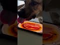 Dog Thinks Phone is Beacon 🤤