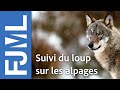 Suivi des relations loups bétail    Marchairuz   Canton de Vaud   Attaque sur bovins   FJML 2020