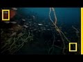 Strange Japanese Sea Creatures | National Geographic