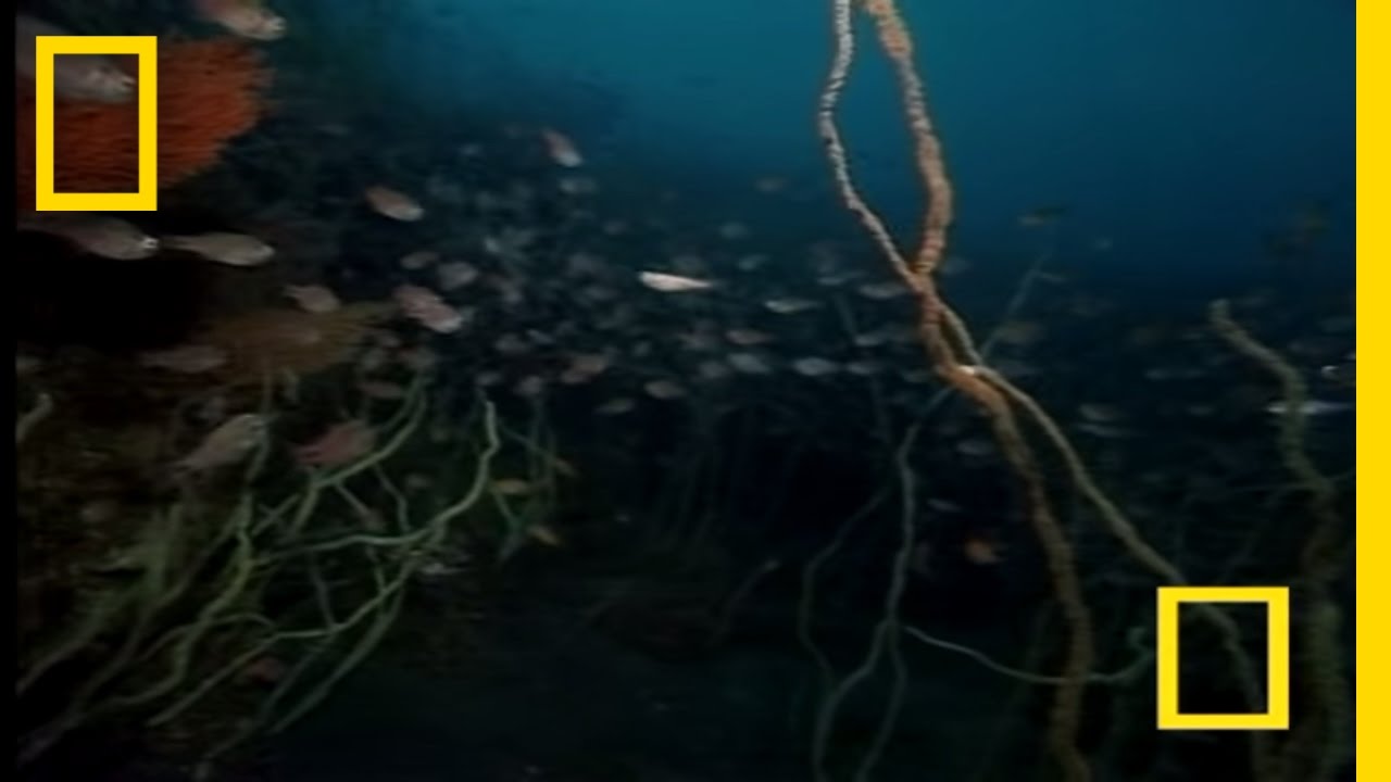Strange Japanese Sea Creatures | National Geographic