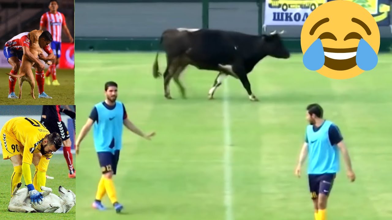 Epic Moments with Animals on the Football Pitch .