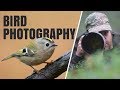 I ACTUALLY GOT IT! | Bird photography - Photographing goldcrest