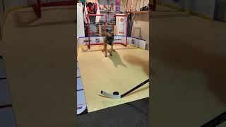 Dog Hockey Goalie Trick  Sports Tricks  Hockey Dog