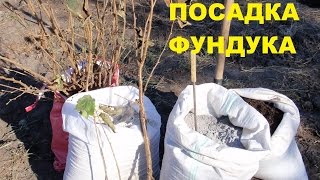 видео Закладка сада