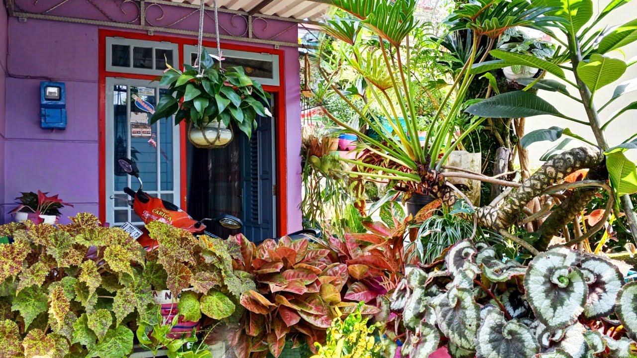 NEKAD SULAP HALAMAN RUMAH PASKA PENSIUN UNTUK CIPTAKAN SURGANYA LANSIA... HASILNYA LUAR BIASA 