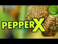 Pepper x world record a professionals opinion