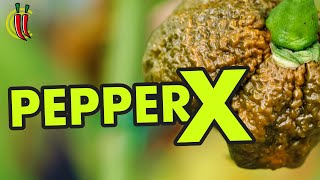 Pepper X World Record. A Professionals Opinion by ChilliChump 152,071 views 7 months ago 3 minutes, 1 second