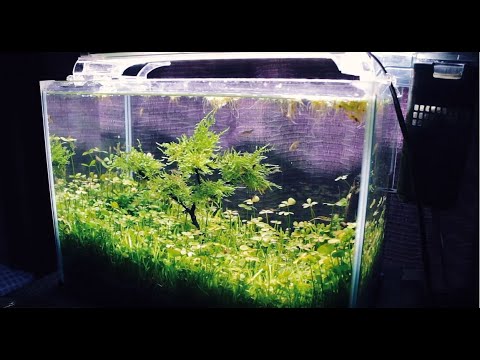 Celestial Pearl Danio Care Guide Tank Setup Mates Breeding