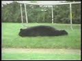 Bear Trampoline