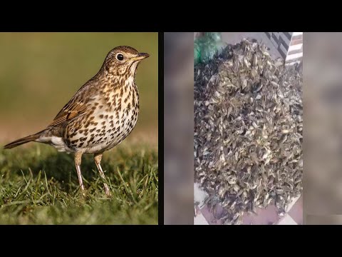 El vídeo de una montaña con zorzales muertos en Marruecos indigna a los cazadores españoles