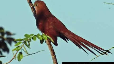 Jill and Neils Belize Adventure, February 15-25, 2...