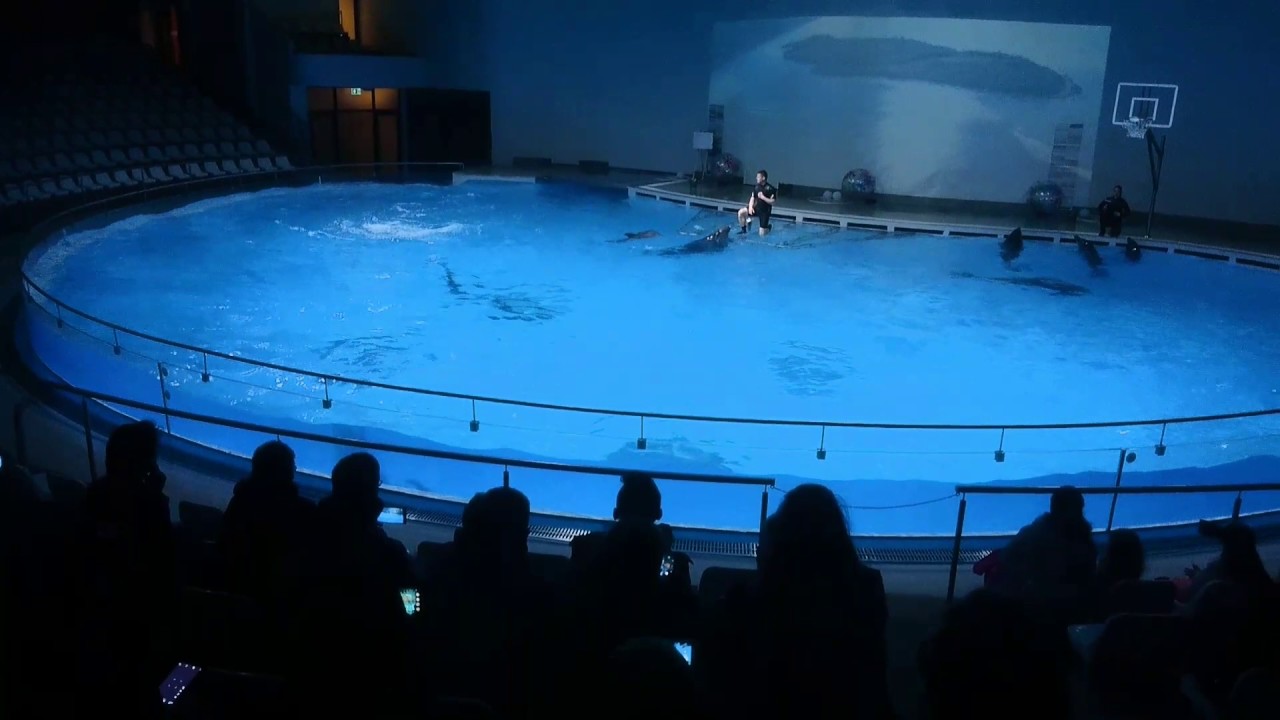 Delfinarium w Kłajpedzie - YouTube