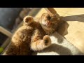 超・日向ぼっこ中だと返事が適当になりまくる脱力猫 cat that responds appropriately while basking in the sun