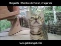 Gata bengalí hembra de Ferrari y Elegancia (Bengalies Ramazan)