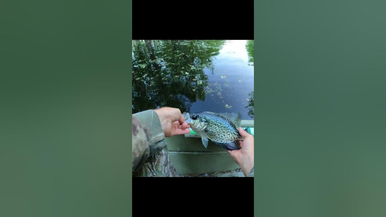 Crappie Fishing with A Bobber and Live Worms ! ! ! 