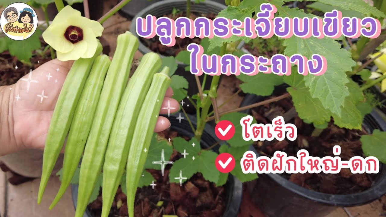 ปลูกกระเจี๊ยบเขียวในกระถาง ให้ต้นโตเร็ว ติดฝักใหญ่และดก | ย่าปลูกอะไร EP46