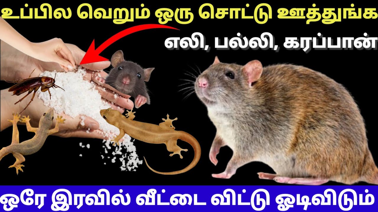 அட உப்பில இவ்வளோ விஷயம் இருக்கானு நீங்க ஷாக் அவீங்க |viralvideo 