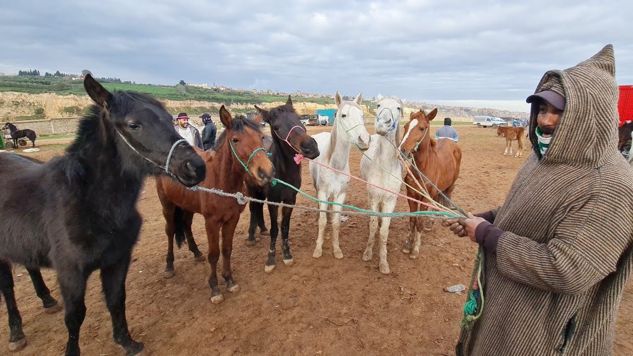 سوق حمير وبغال وخيول أربعاء مكناس صوريا 2023/03/01