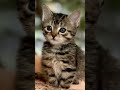 Cute cat #cat #kitten #cute #littlecat #cutecat #feedshorts #shorts #search #feed #funnycat #funny