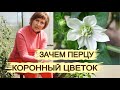 ПАСЫНКОВАНИЕ ПЕРЦЕВ. Формирование Перца для увеличения урожая. Коронный цветок перца удалять или нет