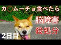 保健所【怒】カ○ムーチョ食べさせられ脳障害と判定された犬2日目 Animal Rescue Nursing