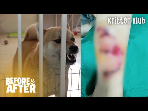 Video: Cách huấn luyện chó bướng bỉnh