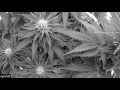 Cannabis time lapse 2  barneys farm pineapple chunk