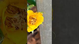 Beautiful 🌱 view#roseplant #timelapse #balconyplants#gardening #plantparent#ytshorts #happiness