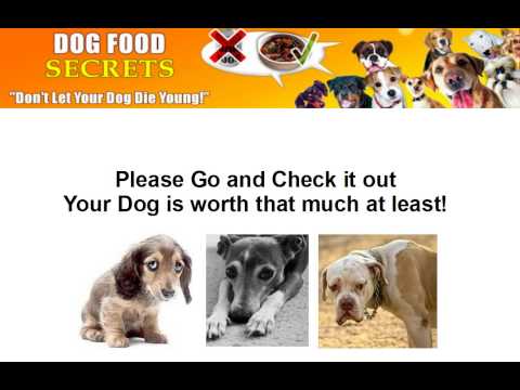 homemade-dog-food-recipes-for-senior-dogs