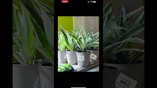 Find Any Plant Info from Photos: iPhone Trick! #shorts #shortvideos #howto #trending #subscribe screenshot 1