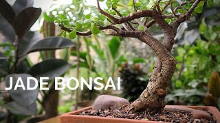 Dwarf Jade Bonsai - detailed pruning & repotting || Portulacaria afra Bonsai