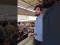#help #cow #god ##humanity