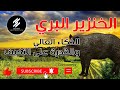 الحياة البرية عالم الحيوانات الخنزير البري