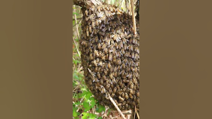 고사리 꺽다가 발견한 토종벌 자연분봉모습